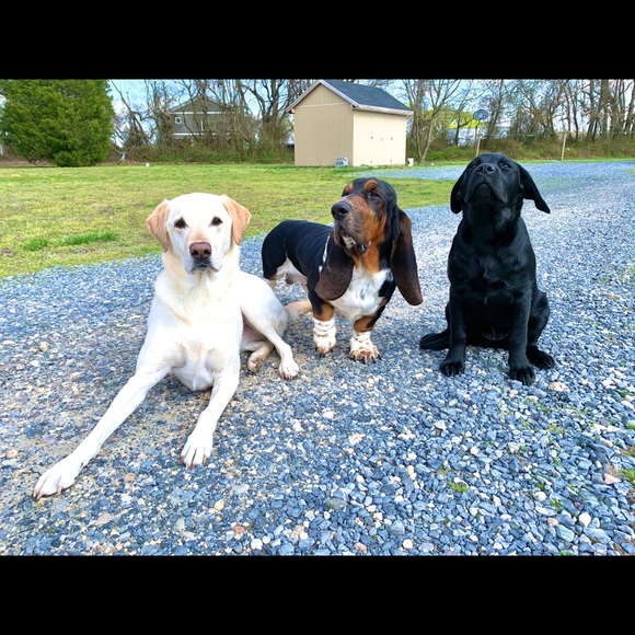 Meet your Posher, Kelsie - Picture 3 of 6